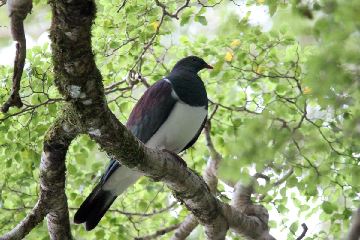 New Zealand Pigeon (Hemiphaga novaeseelandiae), Te Anau Milford Highway, New Zealand, 2014-03-06 New Zealand Pigeon (Hemiphaga novaeseelandiae)